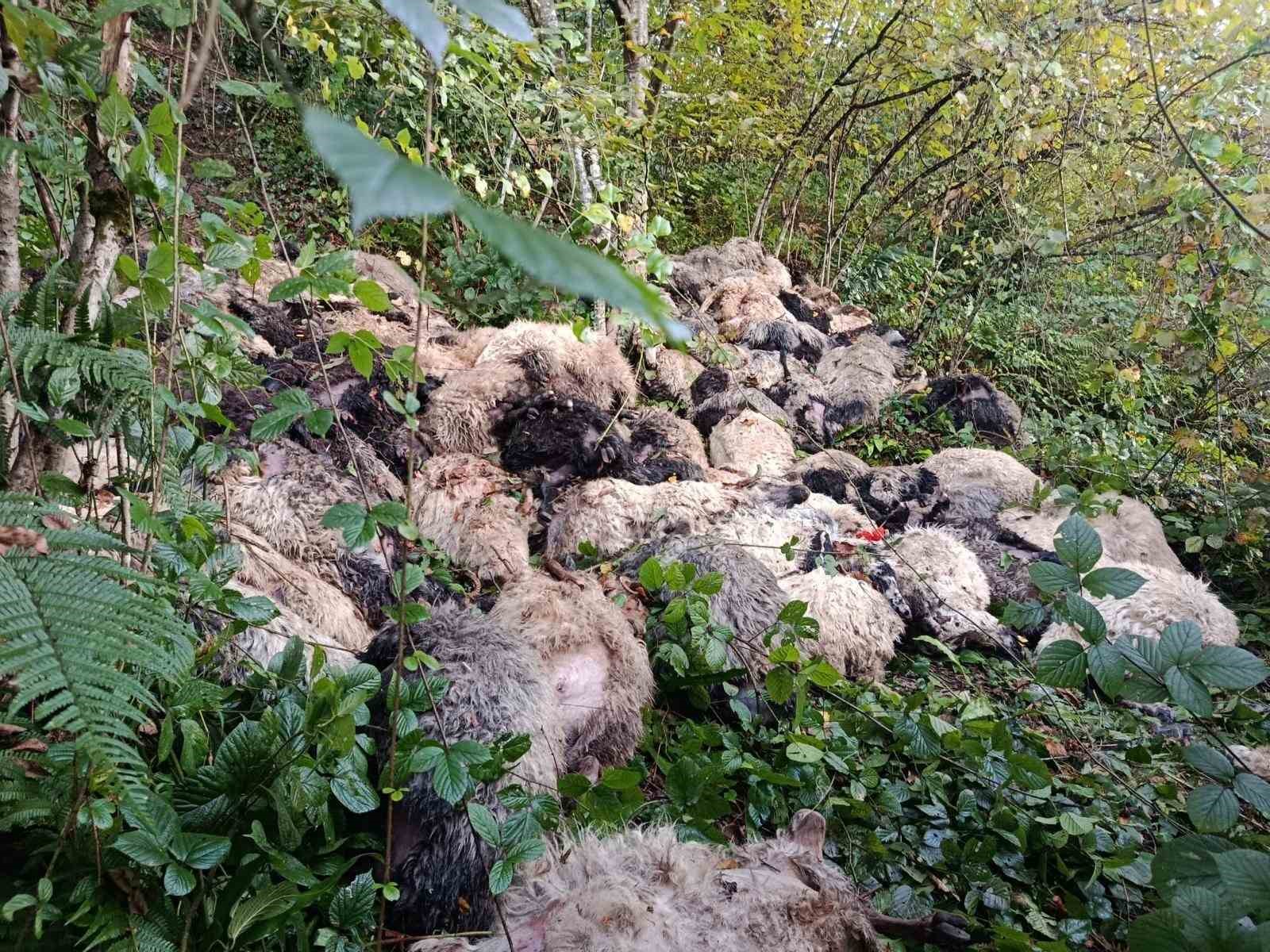 Trabzon&rsquo;da 184 koyun u&ccedil;urumdan yuvarlanarak telef oldu