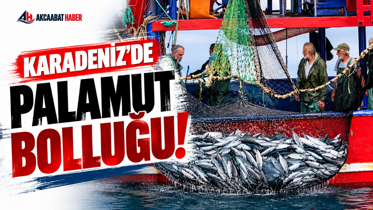 Karadeniz&rsquo;de Palamut Bolluğu!