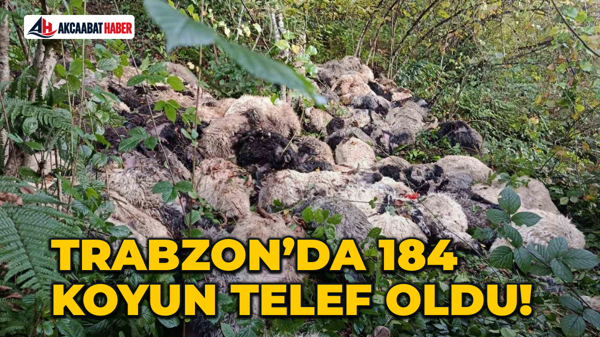 Trabzon’da 184 Koyun Telef Oldu!